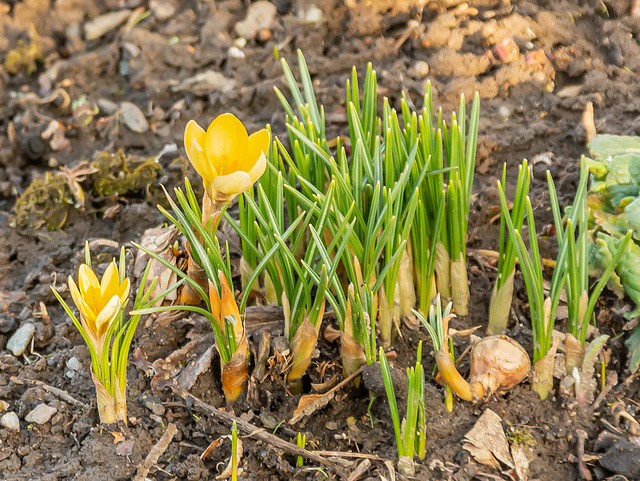 Die ersten Kroküsse 2019 im Garten