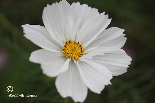 Cosmos 010 copy