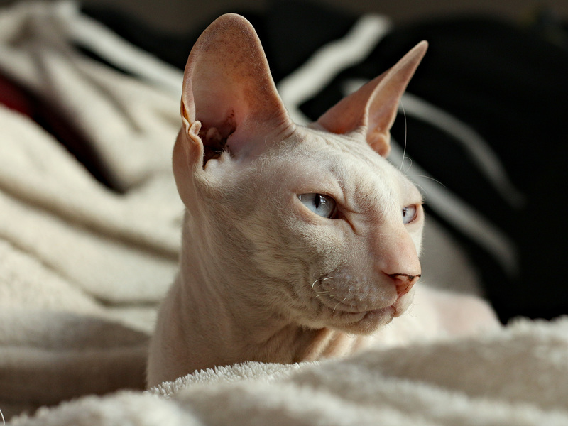 Portrait de chat