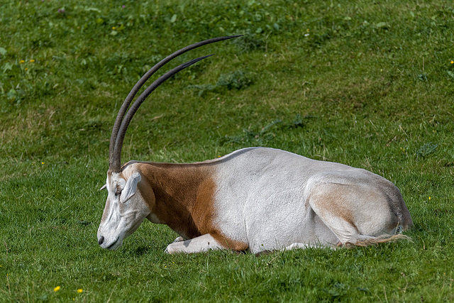 Scimitar horned oryx