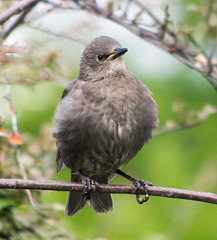 Starling chick 2