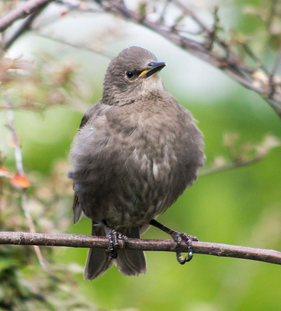 Starling chick 2