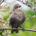 Starling chick 2