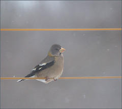 The Evening grosbeak who visited today