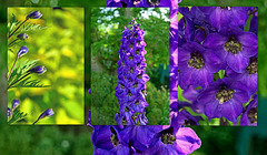 Delphinium