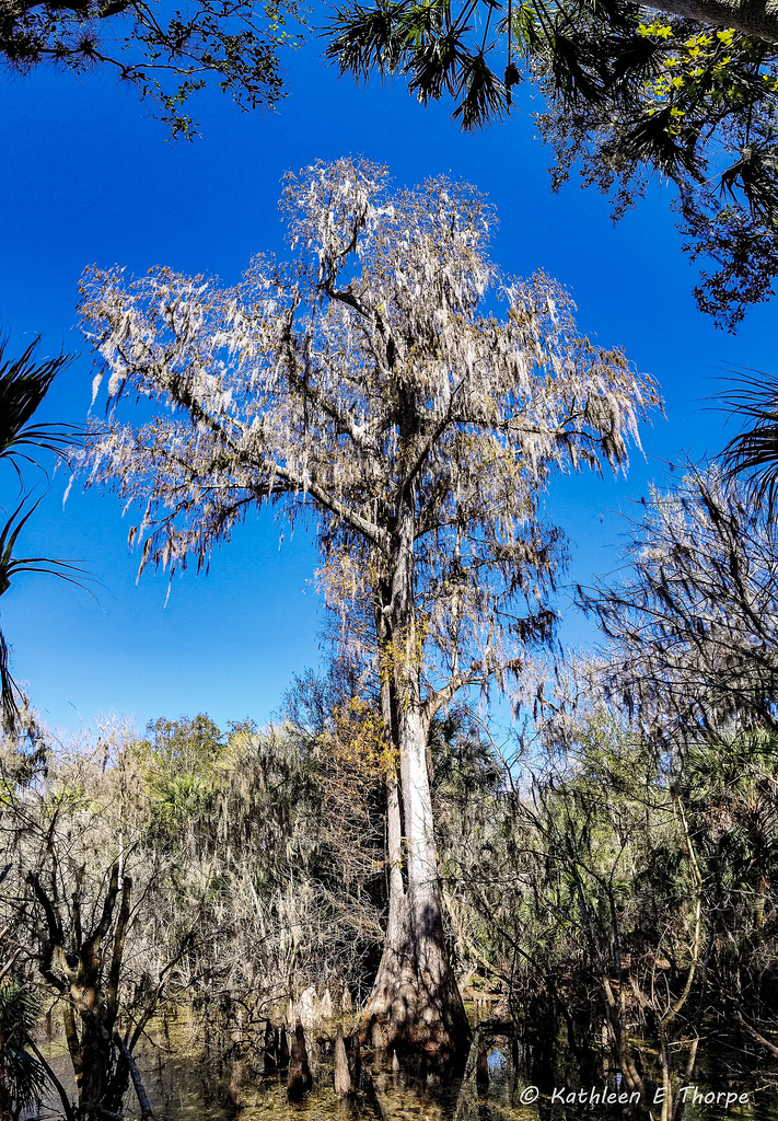 Cypress Tree More Than 100 Years Old