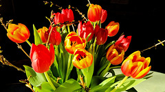 Die Tulpen erfreuen sich