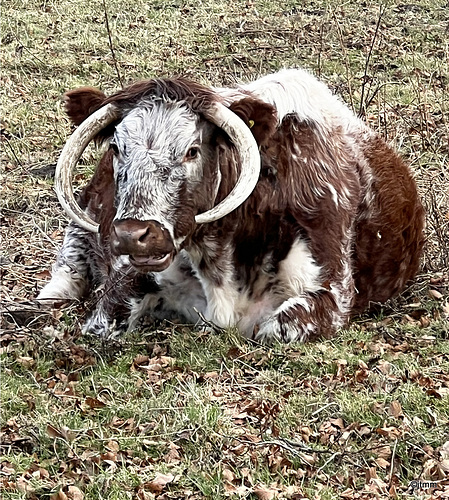Ancient breed of cattle at the Logie Estate