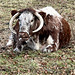 Ancient breed of cattle at the Logie Estate