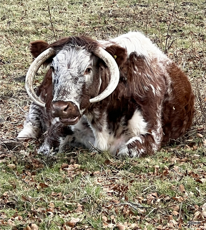 Ancient breed of cattle at the Logie Estate