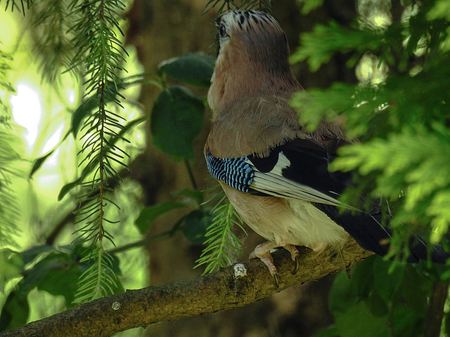 20170528 1788CPw [D~LIP] Eichelhäher (Garrulus glandarius), Bad Salzuflen