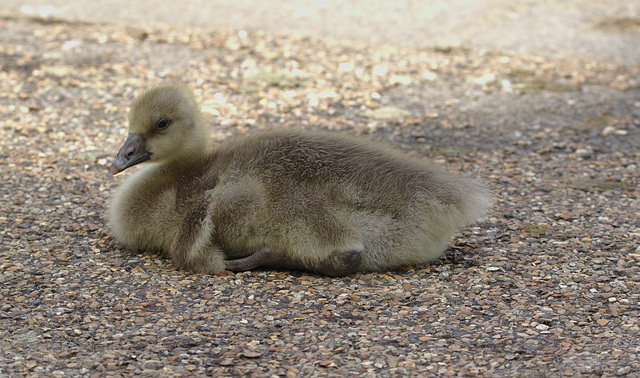 Greylag Gosling EF7A4331