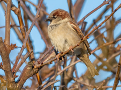 Amazing Grace - House sparrow - escaped the winter