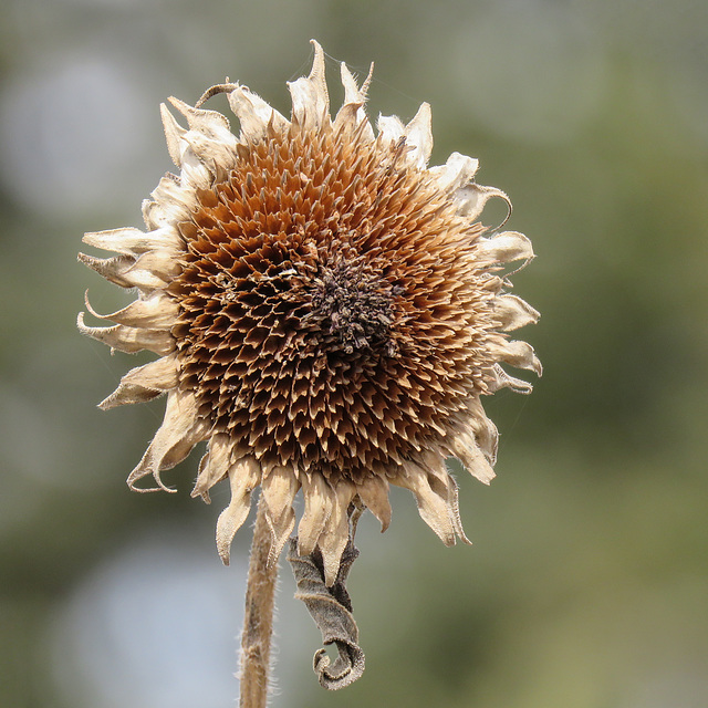 Sunflower past its prime