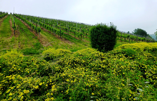 Weinberge bei Heppingen