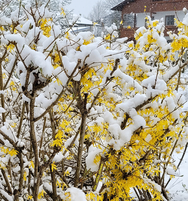 Forsythien im Schnee