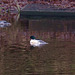 Goosanders