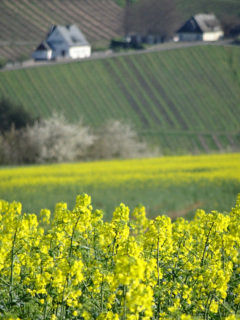 Weinbaudomäne