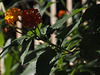 lantana in chiaroscuro