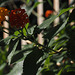 lantana in chiaroscuro