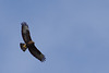 Buse variable (buteo buteo) - Drôme