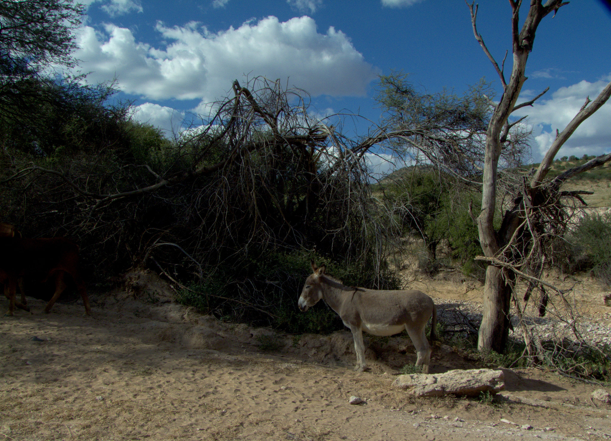 Donkey am Wegesrand