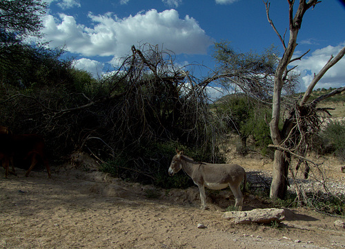 Donkey am Wegesrand