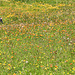Wildblumenwiese auf der Hochalm Plätzwiese