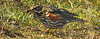 20180406 3605CPw [D~PI] Rotdrossel (Turdus iliacus), Helgoland