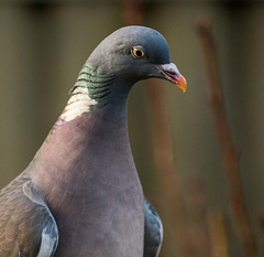 Woodpigeon close up