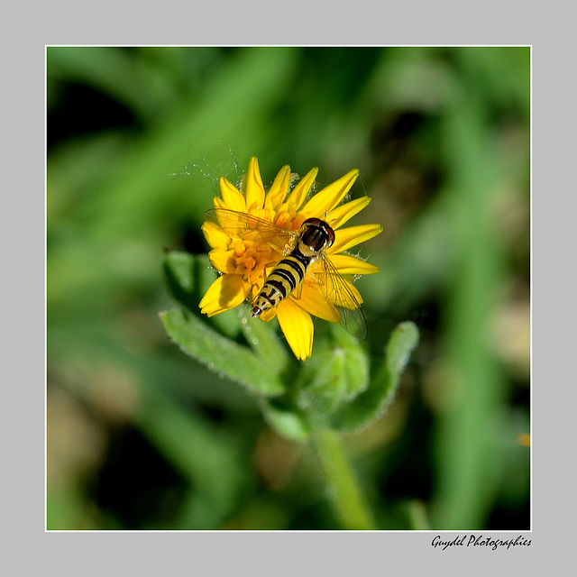 Syrphe Porte-Plume (femelle)