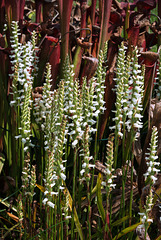 Spiranthes cernua (Nodding Ladies'-tresses orchid) 'Chadds Ford'