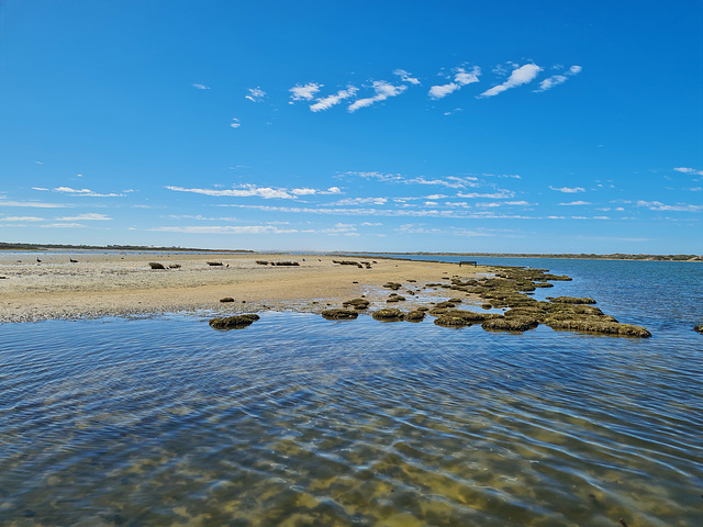 Low tide below the barrage.