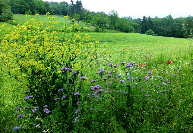 Morgenspaziergang