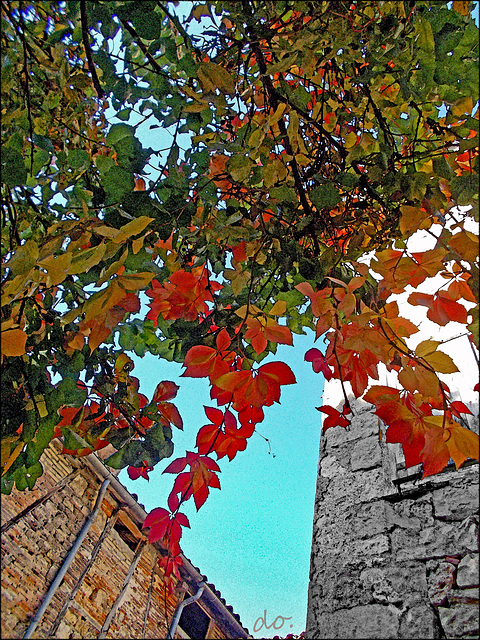 sous la vigne vierge