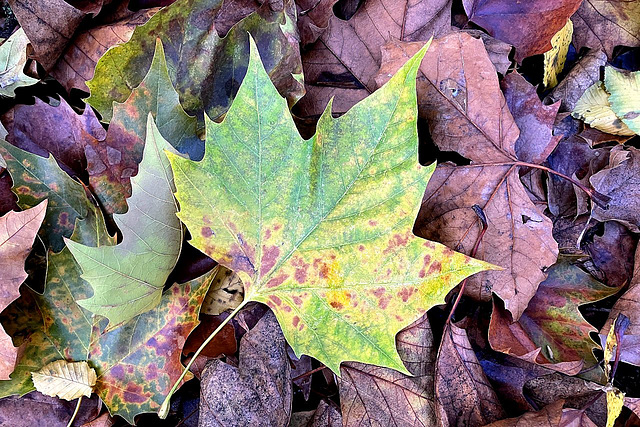 Das Herbstblatt ist im Herbst platt