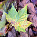 Das Herbstblatt ist im Herbst platt