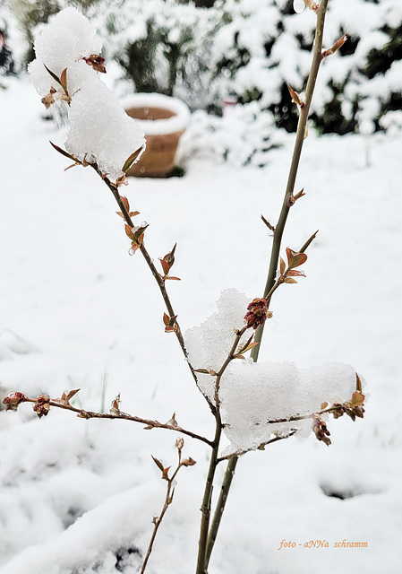 Schnee Mitte April