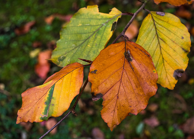 Autumn Leaves