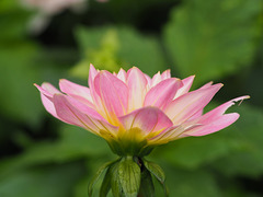 It's still Dahlia time !!