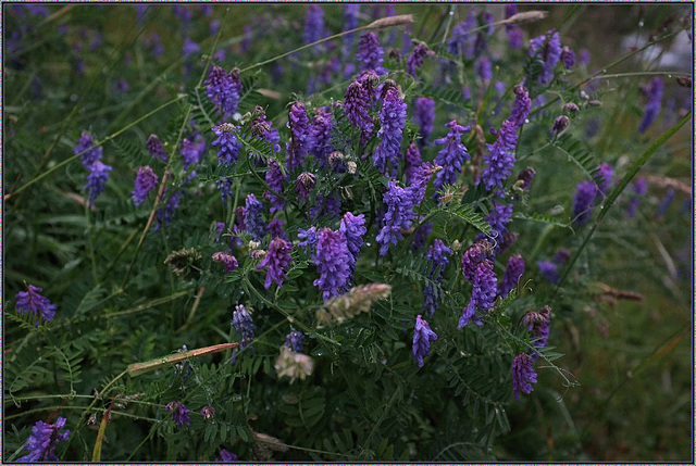 Vetch