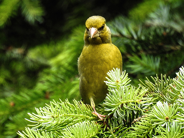 20170528 1790CPw [D~LIP] Grünfink (Carduelis chloris) [m], Bad Salzuflen