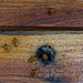 DSC01051a - abelha mandaçaia Melipona quadrifasciata quadrifasciata, Meliponini Apidae Hymenoptera