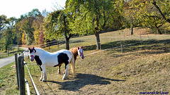 Horses