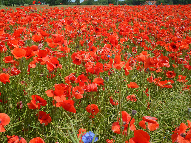 Klatschmohn