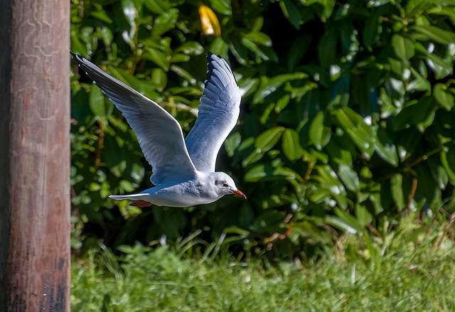 Seagull in flight s35