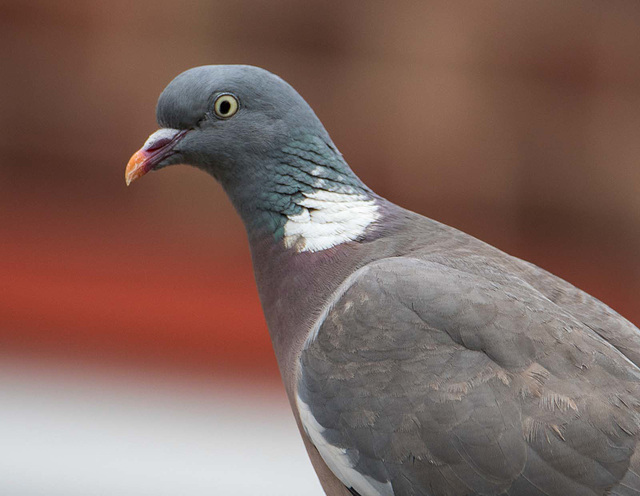 Woodpigeon.c4jpg