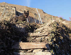 Ah... les vignes... en Valais Ah... les vignes... en Valais