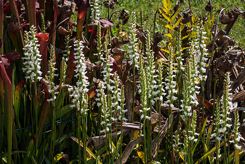 Spiranthes cernua (Nodding Ladies'-tresses orchid) 'Chadds Ford'