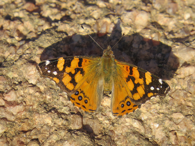 American Lady Butterfly